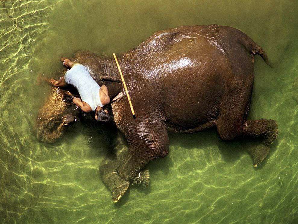 حمام عاشقانه‌ فیل به‌دست فیل‌بان/ هند
